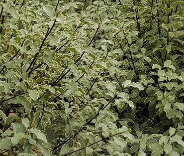 Pittosporum Collaig Silver 3 Litre