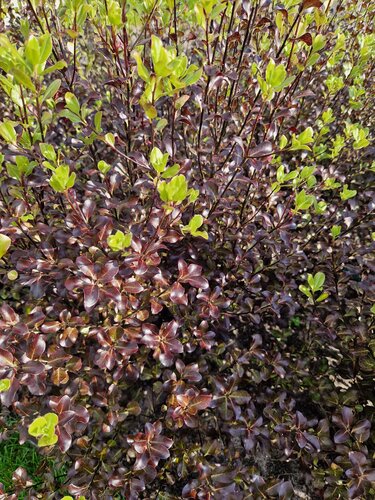 Pittosporum Dark Diva 3 Litre