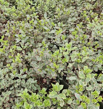 Pittosporum Elizabeth 3 Litre - image 2