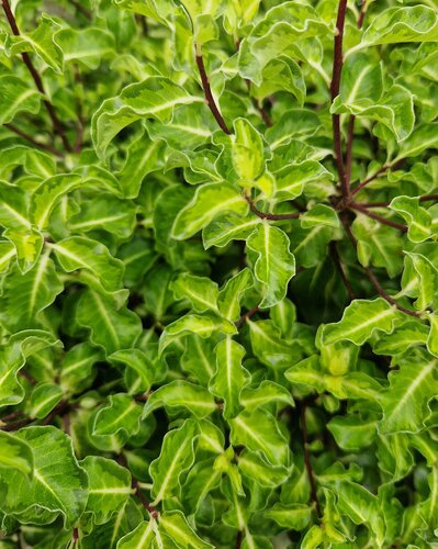 Pittosporum Gold Star 3 Litre