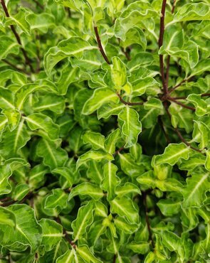 Pittosporum 'Gold Star' 3 Litre