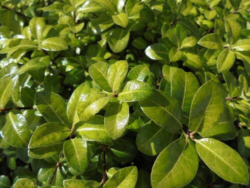Pittosporum 'Golden Ball'  3 Litre