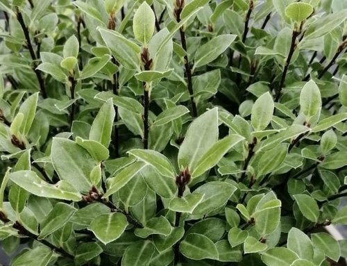 Pittosporum Golf Ball 3 Litre - image 1