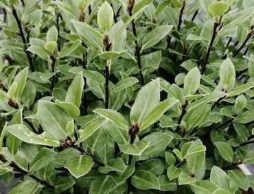 Pittosporum Golf Ball 3 Litre - image 4
