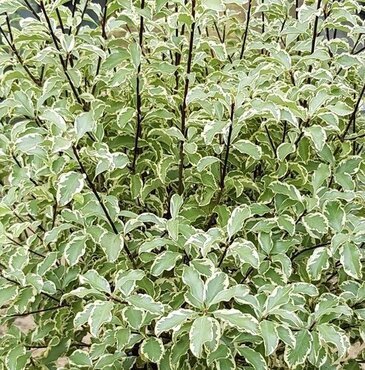 Pittosporum 'Silver Ball' 3 Litre