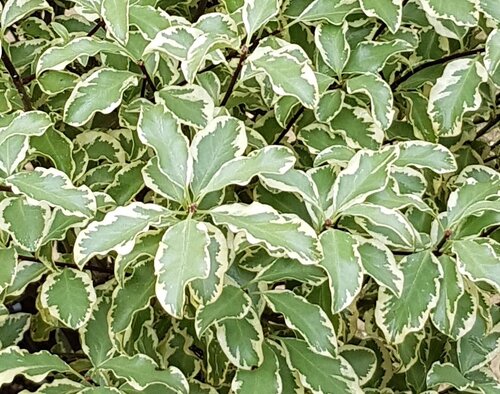 Pittosporum 'Silver Queen' 10 Litre