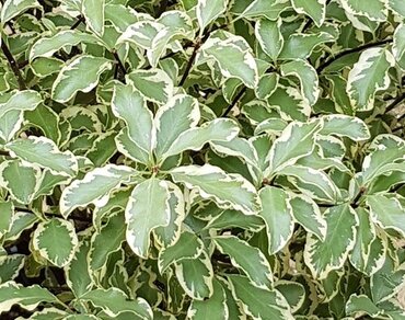 Pittosporum 'Silver Queen' 3 Litre