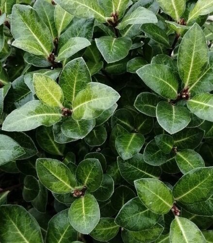 Pittosporum tenifolium 3 Litre