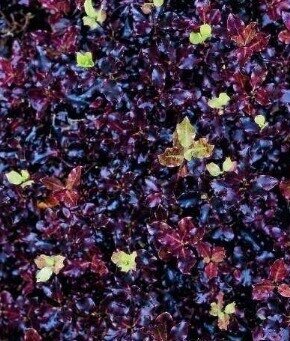 Pittosporum 'Tom Thumb' 3 Litre