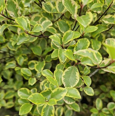 Pittosporum Variegatum 3 Litre