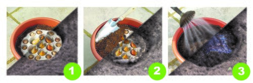 Plant-O-Mat Tray Zantedeschia & Liatris - image 2