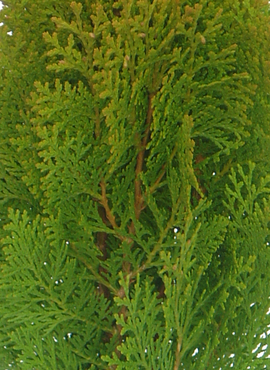 Platycladus Aurea Nana 1 Litre