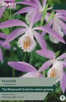 Pleione (Windowsill Orchid)