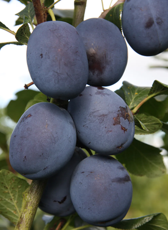 Plum Hanita St Julien A 10 Litre