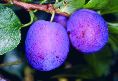 Plum Herman VVA-1 12 Litre