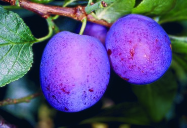 Plum Herman VVA-1 12 Litre