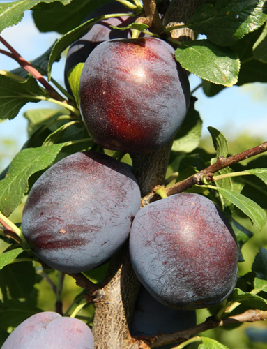 Plum Marjorie's Seedling St Julien A 12 Litre