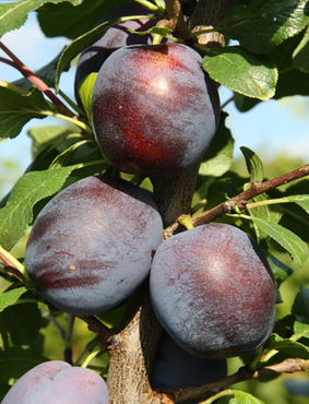 Plum Marjorie's Seedling St Julien A 12 Litre