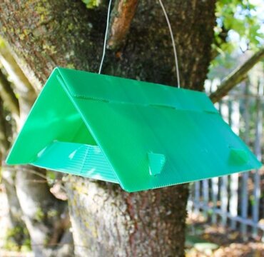 Plum Moth Trap & Refill - image 2