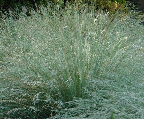 Poa Labillardierei 3 Litre