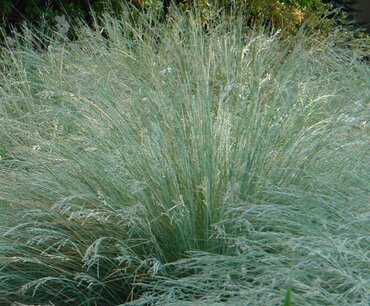 Poa Labillardierei 3 Litre