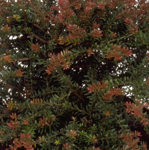 Podocarpus Red Embers 1 Litre