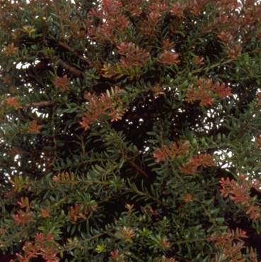 Podocarpus Red Embers 3 Litre