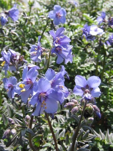 Polemonium Bambino Blue 1 Litre