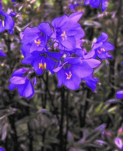 Polemonium Bressingham Purple 1 Litre