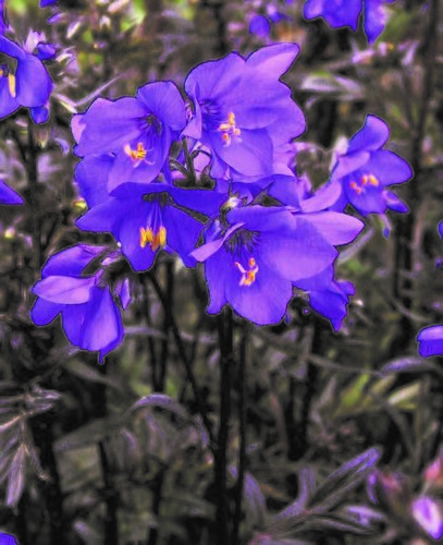 Polemonium Bressingham Purple 2 Litre