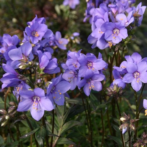 Polemonium Bressingham Purple 2 Litre