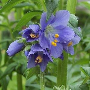 Polemonium Caeruelum Bambino Blue 9cm