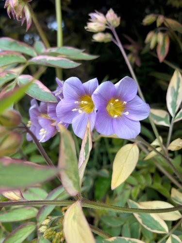 Polemonium Golden Feathers 2 Litre