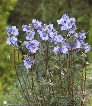 Polemonium Heaven Scent 2 Litre