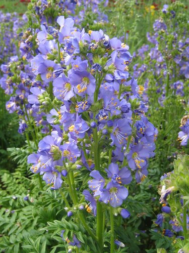 Polemonium Heavenly Habit 2 Litre