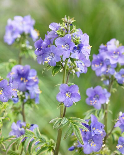 Polemonium Kaleidoscope 2 Litre