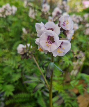 Polemonium Violet Heart 3 Litre