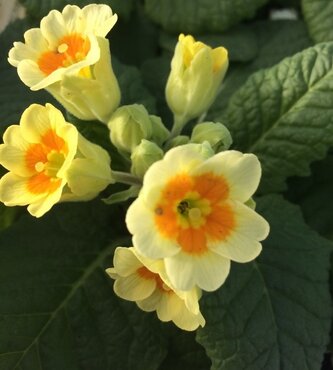 Polyanthus Buttercream Jumbo Six Pack
