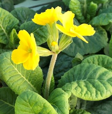 Polyanthus Lemon Jumbo Six Pack