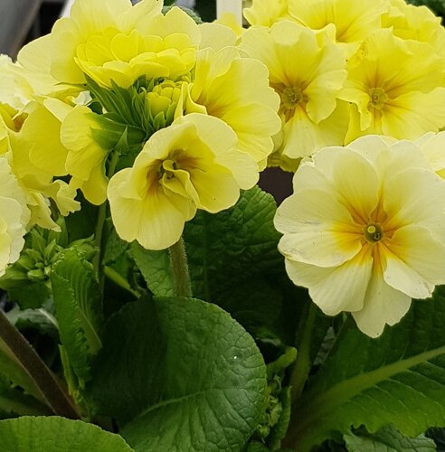 Polyanthus Showstopper Cream 2 Litre
