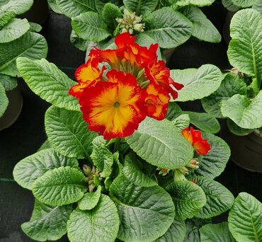 Polyanthus Showstopper Fire Dragon 2 Litre
