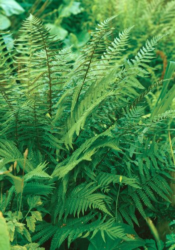 Polystichum Acrostichoides 1 Litre
