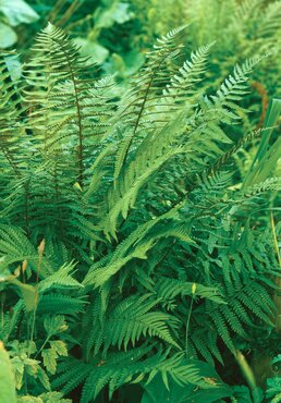Polystichum Acrostichoides 1 Litre