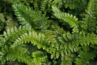 Polystichum polyblepharum 2 Litre