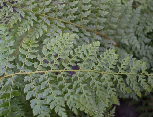 Polystichum setiferum 2 Litre