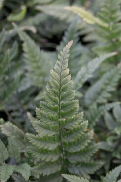 Polystichum tsussimense 2 Litre