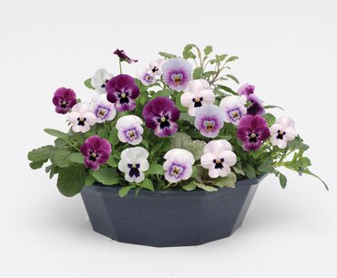 POP Planter Autumn Berry Swirl