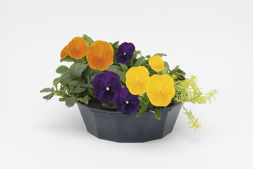 POP Planter Autumn Bollywood