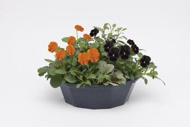 POP Planter Autumn Halloween