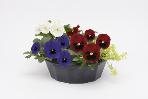 POP Planter Autumn Mix Patriotic